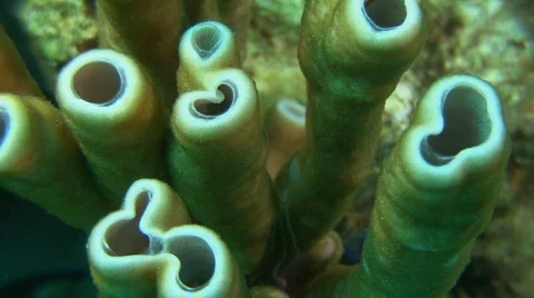 Underwater life Stock Footage 128855