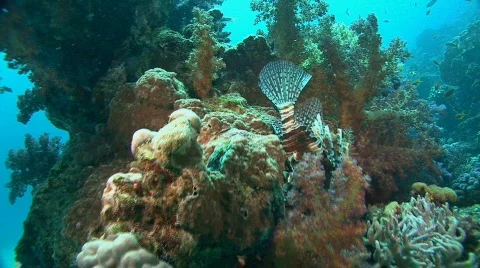 Underwater life Video stock 128912