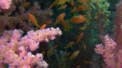 Underwater life Video stock 128939