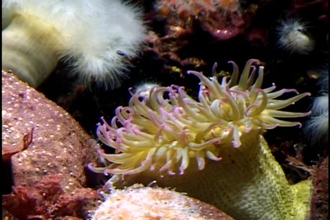 Underwater Life Stock Footage 298721