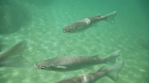 Underwater life Stock Footage 18867098