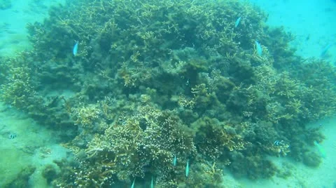 Underwater life Stock Footage 20513612