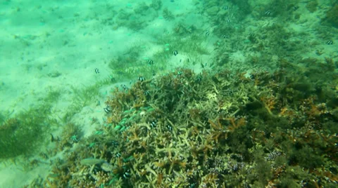 Underwater life Stock Footage 31493826
