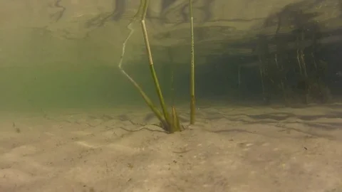 Underwater life 動画素材 79658786