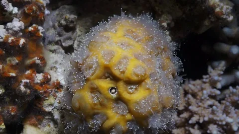 Underwater life Stock Footage 82885341