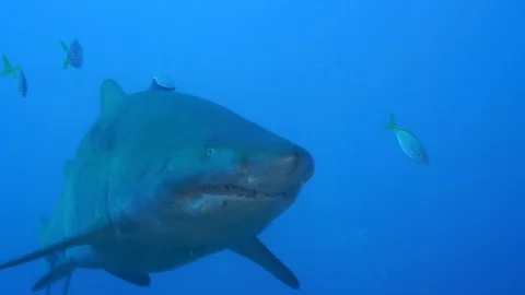 Underwater life Видео 119995390