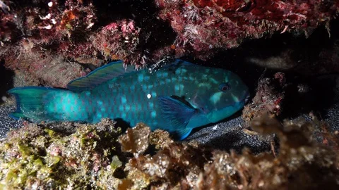 Underwater life Stock Footage 119998083