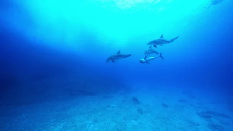 Underwater life Stock Footage 127954501