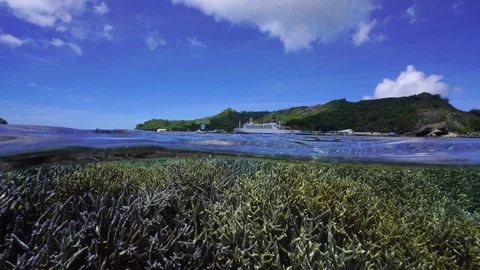 Underwater life Stock Footage 127954691
