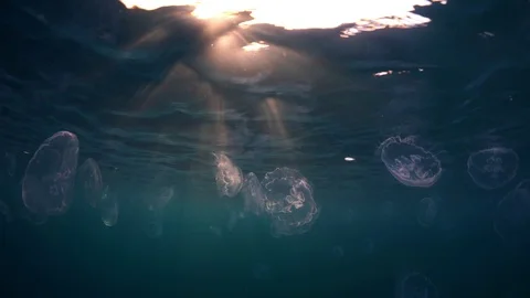 Underwater life Stock Footage 127954787