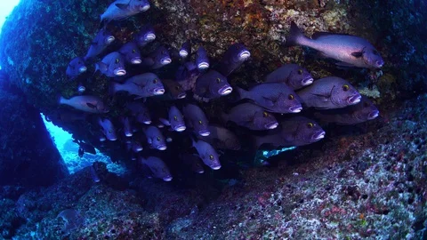 Underwater life Stock Footage 127954829