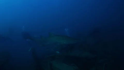 Underwater life Video stock 127954858