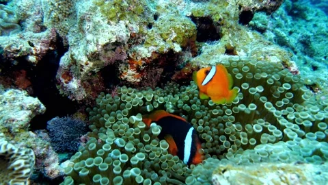 Underwater life Stock Footage 198362444