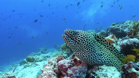 Underwater life - Leopard moray eel in a Maldivas reef Video stock 171444570