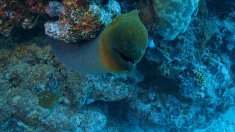 Underwater life with moray eel Stock Footage 96247112