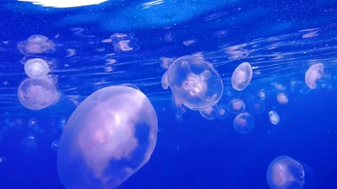 Underwater life in the ocean. Vidéo 78644033