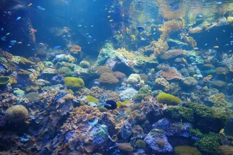 Underwater life Stock Photos