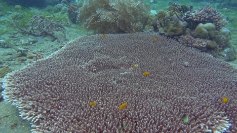 Underwater life in the tropics Stock Footage 340536136