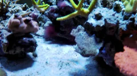 Underwater life view Video stock 18304006