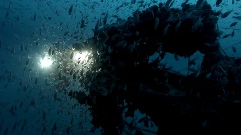 Underwater life on the wreck Stock Footage 81706155