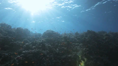 Underwater light at the reef Stock Footage 22713215