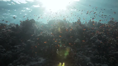 Underwater light at the reef Stock Footage 22713306