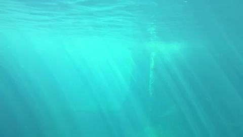 Underwater lightrays particles false killer whale swimming 02 Stock Footage 73996591