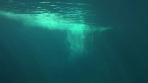 Underwater lightrays particles false killer whale swimming 01 Stock Footage 73996628