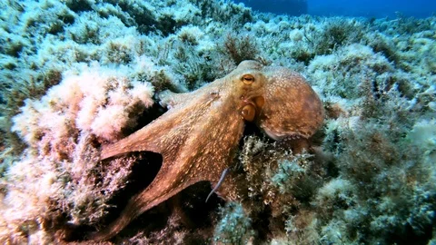 Underwater little octopus trying to scape from the camera Stock-Footage 111530834