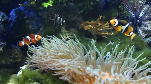 Underwater live in a Aquarium Stock Footage 54807912