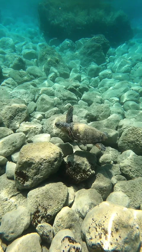 Underwater Loggerhead Sea Turtle in Mediterranean Waters of Kefalonia Stock Footage 337825599