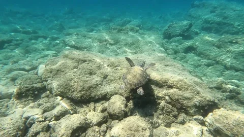 Underwater Loggerhead Turtle Swimming in Ionian Sea Kefalonia Greece Stock Footage 337826079