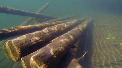 Underwater logs in sunlight Video stock 83260283