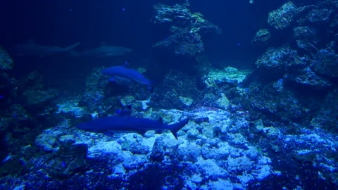 Underwater long take shot different species of the sea sharks fish and Eagle ray Stock Footage 84152090