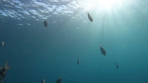 Underwater looking up at Scuba Divers Stock Footage 102798553