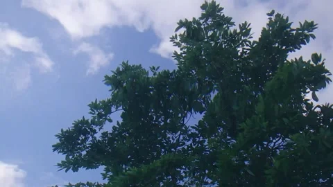 Underwater looking up at a tree Stock Footage 246391650