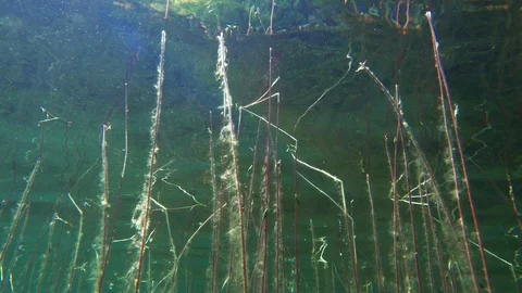 Underwater low angle view of Water lobelia flower stems Stock Footage 120785048