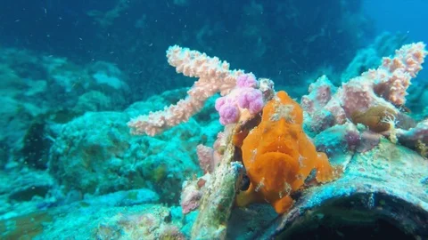 Underwater Macro Closeup. Colorful Grumpy Orange Frog Fish in Philippines Sea Stock Footage 113829780