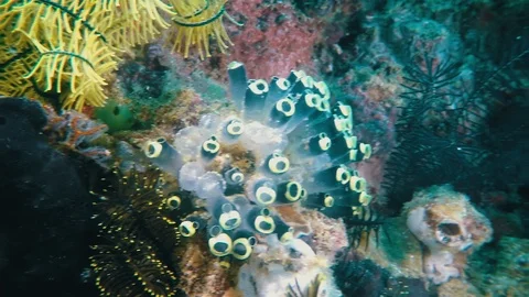 Underwater Macro Closeup Of Colorful Grumpy Purple Frog Fish Philippines Sea Stock Footage 113841086