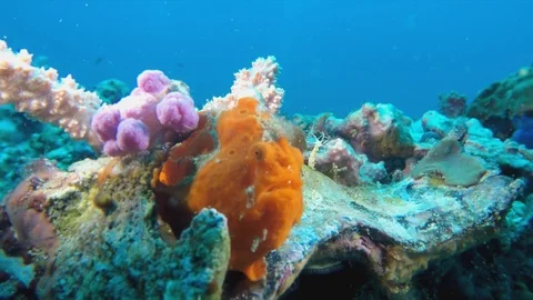 Underwater Macro Closeup Of Grumpy Orange Frog Fish Visayan Sea Philippines Stock Footage 113842081