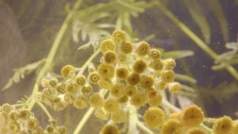 Underwater macro cluster of yellow button flower heads with bubbles and suspende Stock Footage 340620669