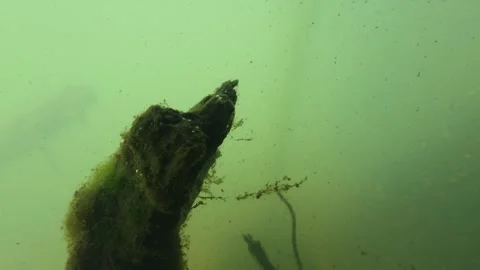 Underwater macro footage of river current with organic debris and plants mo.. Video stock 334033284