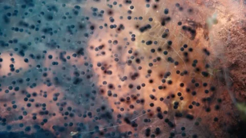 Underwater macro shot of dense frog spawn clusters. Gelatinous eggs with black Stock Footage 330921441