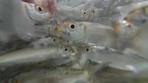 Underwater macro shot of dense school of small baitfish Stock Footage 342038660