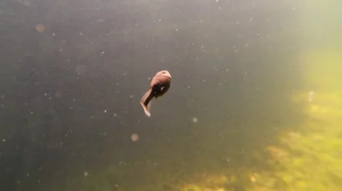 Underwater macro shot of a frog tadpole swimming Stock Footage 52937699