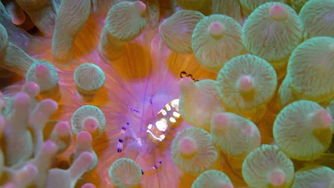 Underwater Macro Shot of Peacocktail Shrimp in Colorful Sea Anemone Stock Footage 335668403