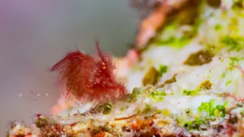Underwater Macro shot of tiny Hairy Shrimp camouflaged like a tuft of red algae. Stock Footage 327203175