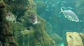 Underwater Madeira 4793c (3/5) HD Footage