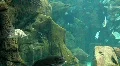 Underwater Madeira 4793d (4/5) HD Footage