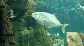 Underwater Madeira 4793e (5/5) HD Footage